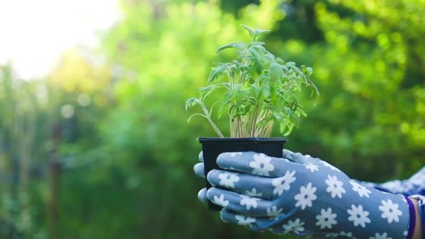 Tarım Kadın Çiftçi Elleri Bahçe Eldivenleri Ellerinde Ekilmiş Bitki Yaprağı — Stok video