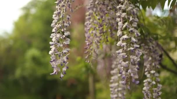 Flor Violeta Wisteria Sinensis Hermoso Árbol Prolífico Con Flores Púrpuras — Vídeo de stock