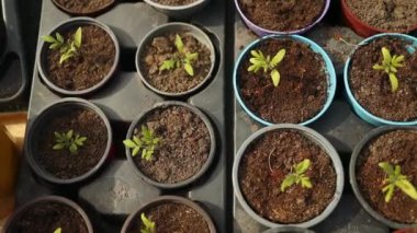 Domates fideleri bahçedeki siyah plastik saksılarda yetişiyor. İlkbaharda ekim ve bahçıvanlık. Organik yetiştirme. Yüksek kaliteli FullHD görüntüler