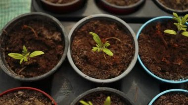 Domates fideleri bahçedeki siyah plastik saksılarda yetişiyor. İlkbaharda ekim ve bahçıvanlık. Organik yetiştirme. Yüksek kaliteli FullHD görüntüler