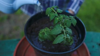 Plastik bir tencerede mavi bir sulama kutusuyla domates sulamak. Bahar bahçıvanlığı. Yayılma. Sebze fidelerinin yükseltilmiş yataklardaki kara toprağa nakledilmesi. Yüksek kaliteli FullHD görüntüler