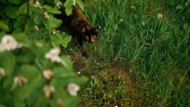 Tekir kedisi güneşli bir yaz gününde arka bahçede dolaşır. Yüksek kaliteli FullHD görüntüler