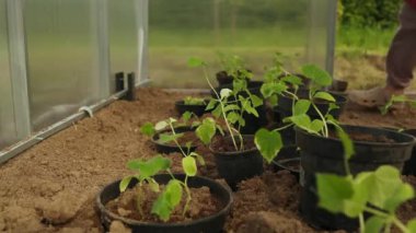 Salatalık tohumları bir seraya bağlanır. Bahçede yakın planda faydalı ürünler yetiştiriyorlar. Seçici odaklanma. Yüksek kaliteli FullHD görüntüler