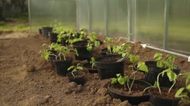 Salatalık tohumları bir seraya bağlanır. Bahçede yakın planda faydalı ürünler yetiştiriyorlar. Seçici odaklanma. Yüksek kaliteli FullHD görüntüler