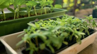 İlkbaharda tohum ekiyorum. Lahana, salatalık, domates, fesleğen ve diğer bitkiler gibi ekosistem yetiştiren sebzeler. İsimsiz kadın organik çiftçi bahçesinde genç bir bitkiyi koruyor.. 