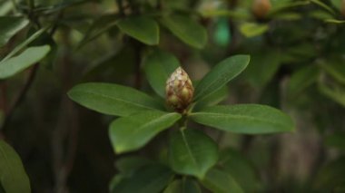 Taze ve yeşil yapraklar. Doğal altyapı. Yüksek kaliteli FullHD görüntüler