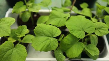 Genç salatalıklar büyüyor. Terasta sebze bahçesi. Balkondaki saksılarda salatalık fideleri. Yüksek kaliteli FullHD görüntüler