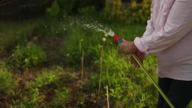 Bahçıvan domates fidanlarını suluyor. Sebze bahçesinde yeşil fideleri sulayan çiftçilerin yakın çekimi. Arka bahçe sebze sulama mahsulleri bitkilerin bahçe suları...