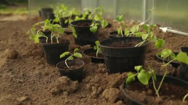 Salatalık tohumları bir seraya bağlanır. Bahçede yakın planda faydalı ürünler yetiştiriyorlar. Seçici odaklanma. Yüksek kaliteli FullHD görüntüler