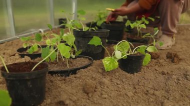 Çiftçi elleri sebze bahçesinde domates ve salatalık tohumu ekiyor. Organik tarım ve bahar bahçıvanlığı konsepti. Yüksek kaliteli FullHD görüntüler