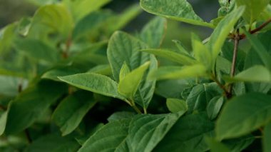  Orman ağaçlarının arasından. Sabah yeşil yapraklı arka plan. Doğa bitkisi. Yan manzara orman ağacı. Yüksek kaliteli FullHD görüntüler