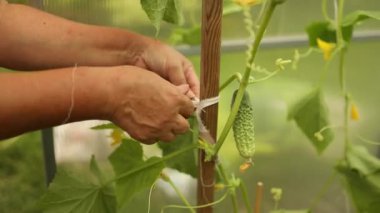 Salatalıkları bağlayın. Sebze bahçesindeki çardakta dikey olarak büyüyen salatalık. Sebze, jartiyer ve bakım yetiştiriyor. Yüksek kaliteli FullHD görüntüler