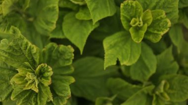  Orman ağaçlarının arasından. Sabah yeşil yapraklı arka plan. Doğa bitkisi. Yan manzara orman ağacı. Yüksek kaliteli FullHD görüntüler