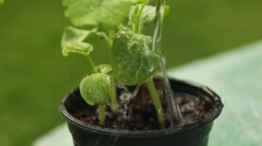 Bahçedeki salatalık bitkilerinin alçak açılı görüntüsü, yemyeşil yaprakları ve toprağı gösteriyor. Salatalık ve domates bitkileri yan yataklarda aynı serada. Country amatör sebze yetiştiriyor. Yüksek kalite