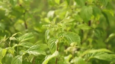 Yeşil dekoratif bahçe. Yeşil bir arazisi olan tarafsız bir arazi. Doğa ya da çevre kavramı. Özel bir evin arka bahçesinde taze kesilmiş çimenler. Yüksek kaliteli FullHD görüntüler