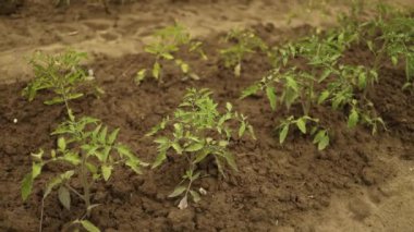 Serada organik domates yetiştiriyor. Domates çiçeği açar ve baharda meyve verir. Yüksek kaliteli FullHD görüntüler