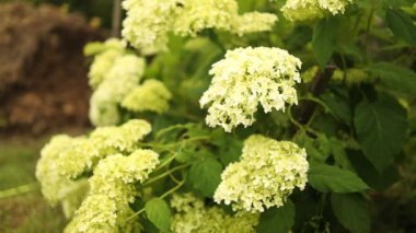 Beyaz ortanca çiçekleri yazın şehir bahçesinde çiçek açıyor. Evin yakınındaki estetik yol. Yüksek kaliteli FullHD görüntüler