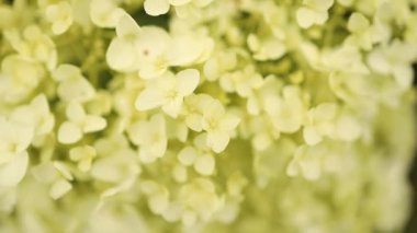 Beyaz ortanca çiçekleri yazın şehir bahçesinde çiçek açıyor. Evin yakınındaki estetik yol. Yüksek kaliteli FullHD görüntüler