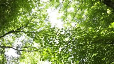 Munar şehrinin yakınlarındaki okaliptüs ormanı. Hindistan. Video hareket halinde. Yüksek kalite 4k görüntü