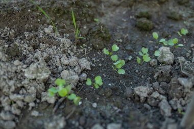Dereotu ve turp filizleri sebze bahçesinde yetişir ve karışık ekilir. Yüksek kalite fotoğraf