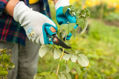 A gardener manually cuts a raspberry bush with a bypass pruner. Pruning of raspberry and blackberry bushes with bypass secateurs. Dacha and vegetable garden, gardening, bush care. High quality photo clipart