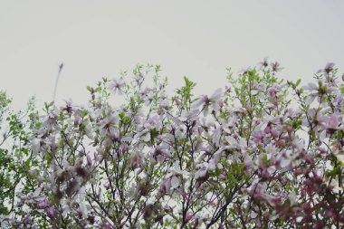 Manolya. Çiçekli manolya ağacı. Bahar. Yüksek kalite fotoğraf