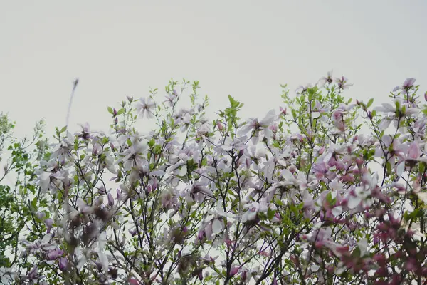 Manolya. Çiçekli manolya ağacı. Bahar. Yüksek kalite fotoğraf