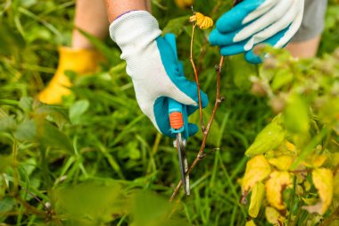 Bir bahçıvan ahududu çalısını elle budama makinesiyle keser. Bypass secateurs ile ahududu ve böğürtlen çalıları budamak. Dacha ve sebze bahçesi, bahçecilik, çalı bakımı. Yüksek kalite fotoğraf