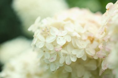 Ortancayı kapatın. Manzara tasarımında beyaz ortanca çiçekleri olan çok güzel doğal bir arka plan. Bahçede çiçekler. Ortanca çiçekleri fotokopi alanı olan sanat fotoğrafları. Yüksek kalite fotoğraf