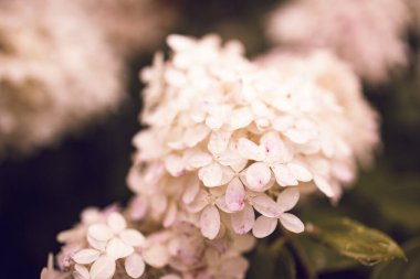 Ortancayı kapatın. Manzara tasarımında beyaz ortanca çiçekleri olan çok güzel doğal bir arka plan. Bahçede çiçekler. Ortanca çiçekleri fotokopi alanı olan sanat fotoğrafları. Yüksek kalite fotoğraf