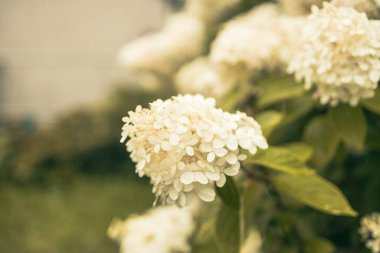 Ortancayı kapatın. Manzara tasarımında beyaz ortanca çiçekleri olan çok güzel doğal bir arka plan. Bahçede çiçekler. Ortanca çiçekleri fotokopi alanı olan sanat fotoğrafları. Yüksek kalite fotoğraf