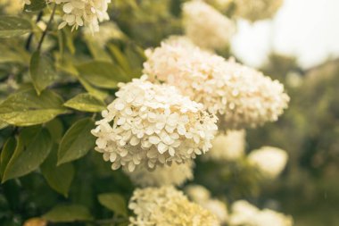Ortancayı kapatın. Manzara tasarımında beyaz ortanca çiçekleri olan çok güzel doğal bir arka plan. Bahçede çiçekler. Ortanca çiçekleri fotokopi alanı olan sanat fotoğrafları. Yüksek kalite fotoğraf