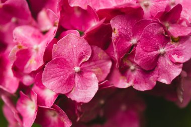 Çiçek açan pembe ortanca çalısı ya da yazın Hortensiya çiçekleri. Doğal arka plan, seçici odaklanma. Yüksek kalite fotoğraf