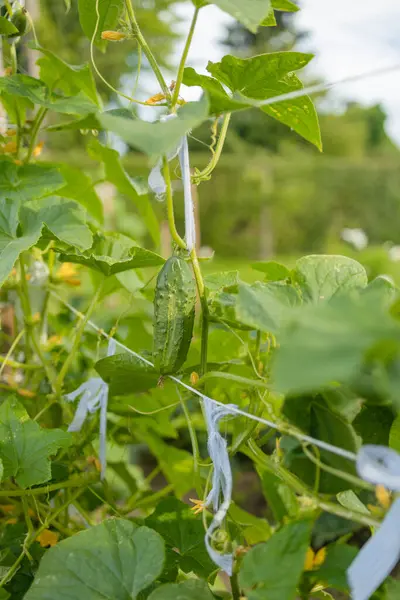 stock image Young green cucumbers vegetables hanging on lianas of cucumber plants in green house 