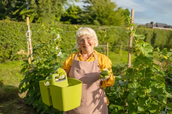 stock image 50s 60s woman, farmer, worker holding in hands homegrown harvest of fresh orange cucumber. Private garden, orchard, natural economy, hobby and leisure concept. High quality photo