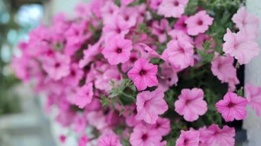 Güzel pembe ve beyaz surfinya çiçekleri ya da büyük petunya çiçekleri. Renkli çiçek arkaplanı. Seçici odaklanma. Yüksek kaliteli FullHD görüntüler