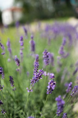 İri ve gür bahçeler, 