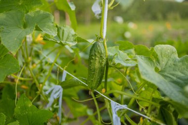 Yeşil evdeki çiçekli ve meyveli taze organik salatalık. Doğa. Yüksek kalite fotoğraf