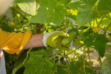 50 'li yaşlarda kadın, çiftçi, el ele tutuşan işçi taze turuncu salatalık hasadı. Özel bahçe, meyve bahçesi, doğal ekonomi, hobi ve eğlence konsepti. Yüksek kalite fotoğraf