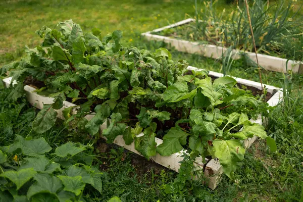 stock image Beet vegetable grows in the garden in the soil organic background. Concept of healthy eco food and a rich fall harvest. Close-up. Selective focus. High quality photo