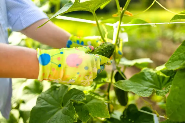 stock image 50s 60s woman, farmer, worker holding in hands homegrown harvest of fresh orange cucumber. Private garden, orchard, natural economy, hobby and leisure concept. High quality photo