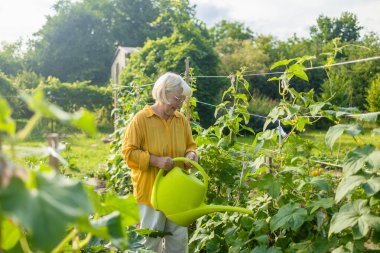 50 'li yılların mutlu 60' lı yaşlarda bahçede çiçeklerle ilgilenen teneke kutuyla sulayan bir kadın. Uluslararası Kadınlar Günü için çiçek hazırlayan kadın. Yüksek kalite fotoğraf
