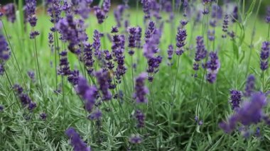 Lavanta çalıları yakın plan. Mor lavanta çiçekleri. Resmin merkezinde çalılıklar ve solda güneş ışığı. 