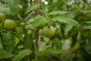 Çalı üzerinde yeşil yapraklı olgun kırmızı erik domatesleri. Serada sebze yetiştiriyorum. Yüksek kalite fotoğraf