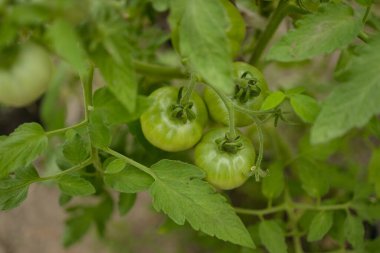 Çalı üzerinde yeşil yapraklı olgun kırmızı erik domatesleri. Serada sebze yetiştiriyorum. Yüksek kalite fotoğraf