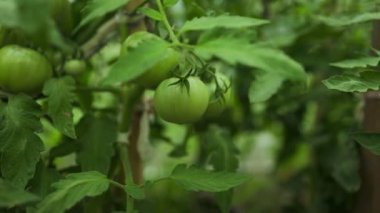 Çalı üzerinde yeşil yapraklı olgun kırmızı erik domates kümesi. Serada sebze yetiştiriyorum. Yüksek kaliteli FullHD görüntüler. Yüksek kaliteli FullHD görüntüler