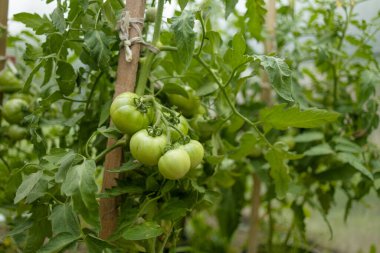 Çalı üzerinde yeşil yapraklı olgun kırmızı erik domates kümesi. Serada sebze yetiştiriyorum. Yüksek kaliteli FullHD görüntüler. Yüksek kalite 