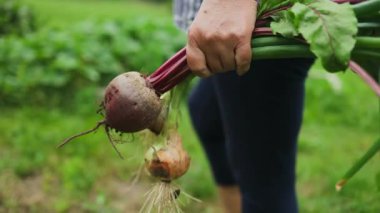 Lezzetli taze sebzeler tutan, arka bahçede soğan ve pancar toplayan kadınlar. Seçici odaklanma. Çiftçi taze soğan örgüsü tutuyor..