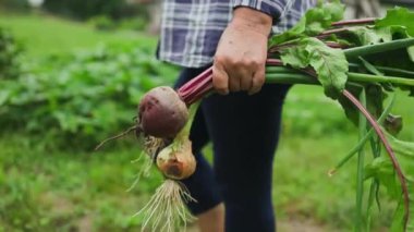 Lezzetli taze sebzeler tutan, arka bahçede soğan ve pancar toplayan kadınlar. Seçici odaklanma. Çiftçi taze soğan örgüsü tutuyor..