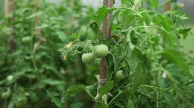 Çalı üzerinde yeşil yapraklı olgun kırmızı erik domates kümesi. Serada sebze yetiştiriyorum. Yüksek kaliteli FullHD görüntüler. Yüksek kaliteli FullHD görüntüler